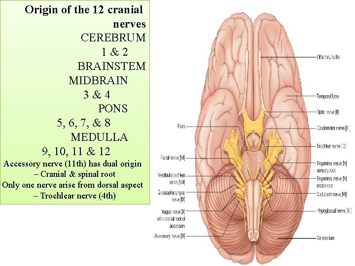 Origin of the 12 cranial nerves CEREBRUM 1&2 BRAINSTEM MIDBRAIN 3&4 PONS 5, 6,