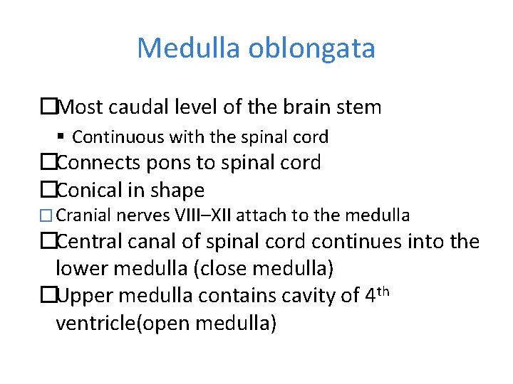 Medulla oblongata �Most caudal level of the brain stem Continuous with the spinal cord