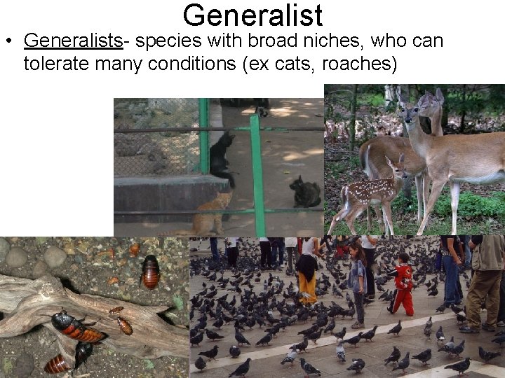 Generalist • Generalists- species with broad niches, who can tolerate many conditions (ex cats,