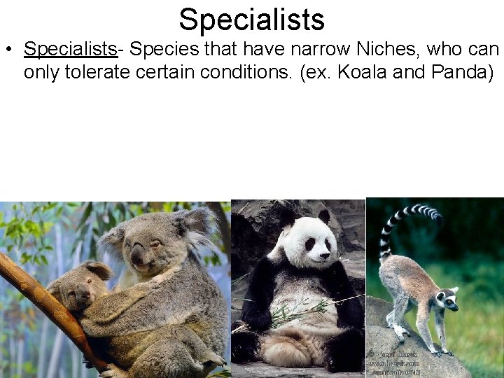 Specialists • Specialists- Species that have narrow Niches, who can only tolerate certain conditions.