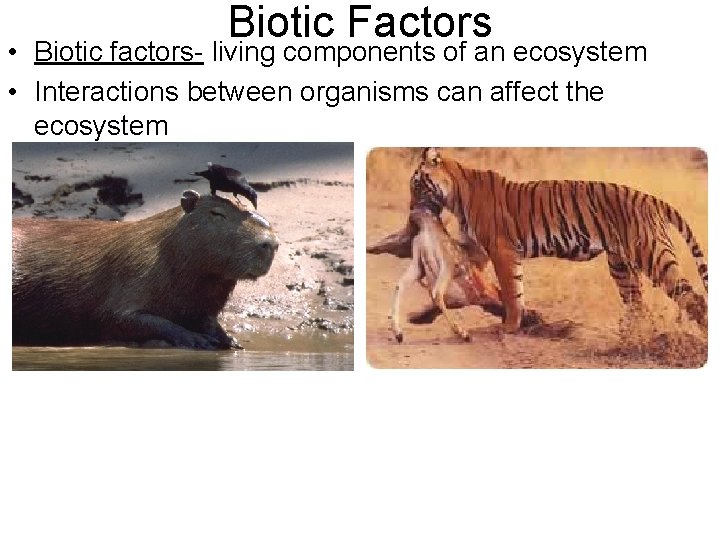 Biotic Factors • Biotic factors- living components of an ecosystem • Interactions between organisms