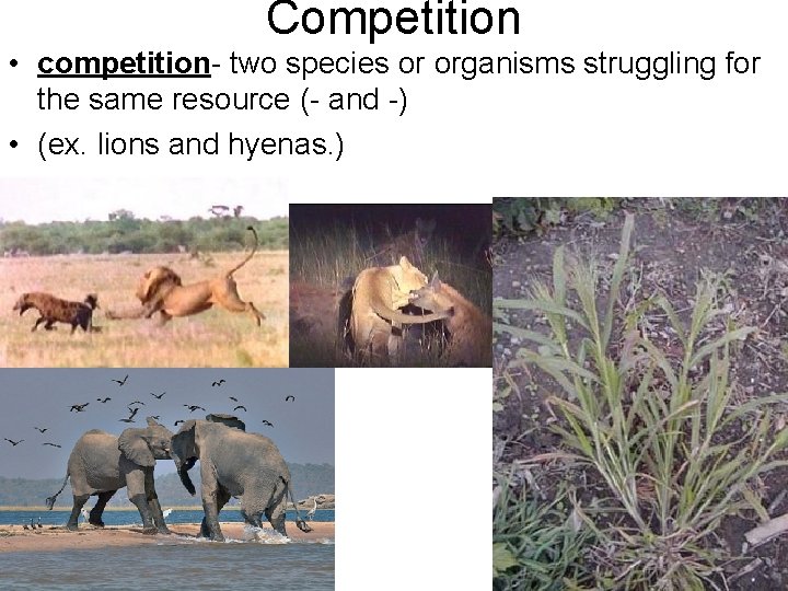 Competition • competition- two species or organisms struggling for the same resource (- and