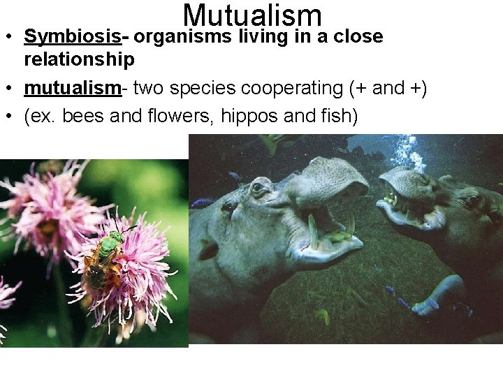 Mutualism • Symbiosis- organisms living in a close relationship • mutualism- two species cooperating