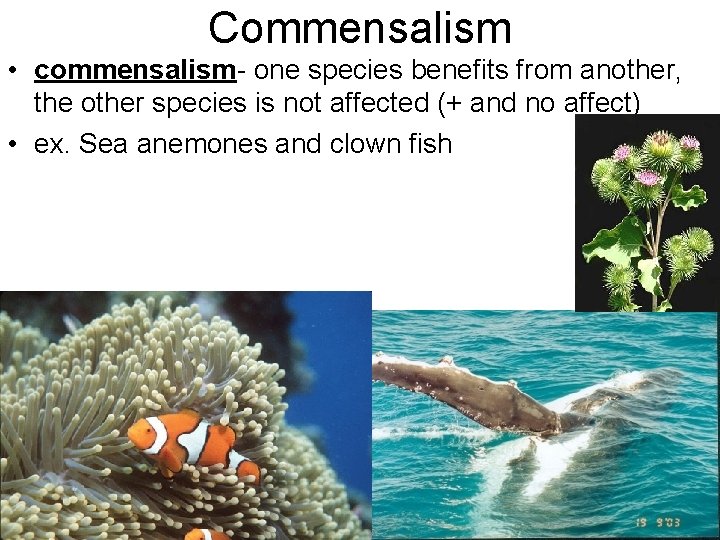 Commensalism • commensalism- one species benefits from another, the other species is not affected