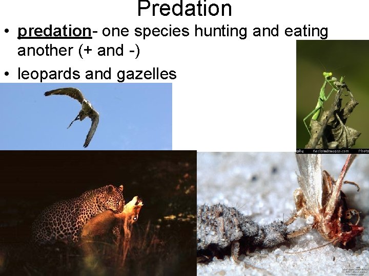 Predation • predation- one species hunting and eating another (+ and -) • leopards