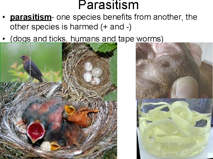 Parasitism • parasitism- one species benefits from another, the other species is harmed (+