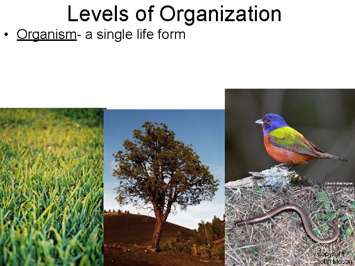 Levels of Organization • Organism- a single life form 