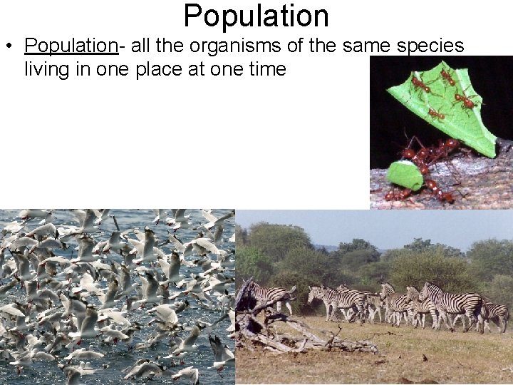 Population • Population- all the organisms of the same species living in one place