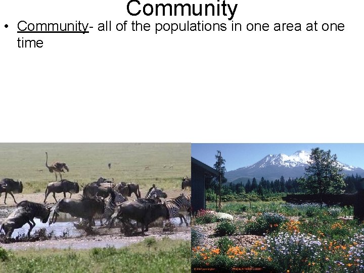 Community • Community- all of the populations in one area at one time 