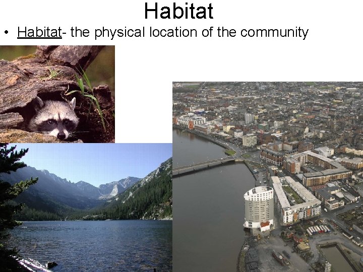 Habitat • Habitat- the physical location of the community 