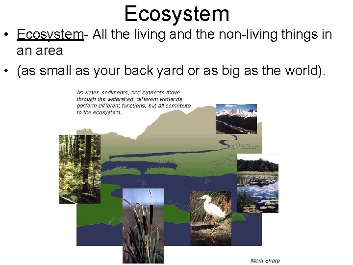 Ecosystem • Ecosystem- All the living and the non-living things in an area •