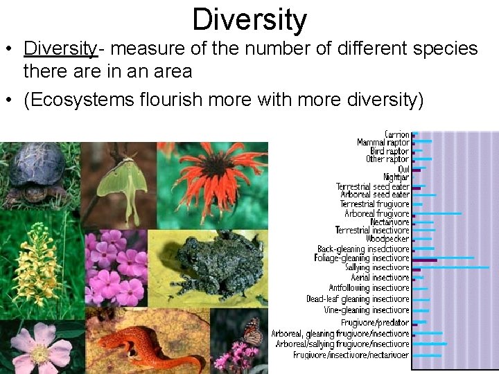 Diversity • Diversity- measure of the number of different species there are in an