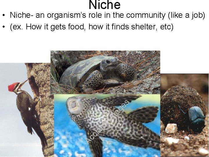 Niche • Niche- an organism’s role in the community (like a job) • (ex.