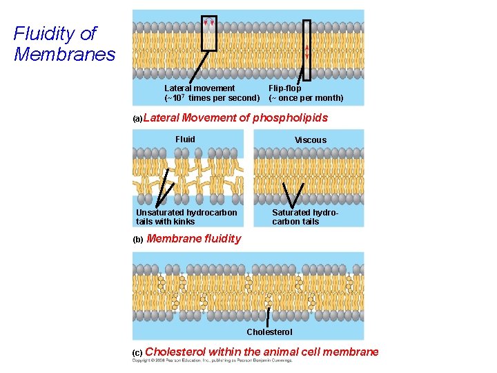 Fluidity of Membranes Lateral movement (~107 times per second) (a)Lateral Movement Flip-flop (~ once