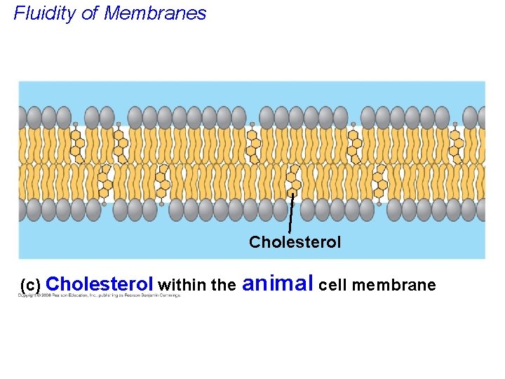 Fluidity of Membranes Cholesterol (c) Cholesterol within the animal cell membrane 