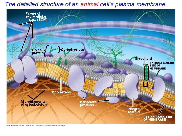 The detailed structure of an animal cell’s plasma membrane. 7 -7 Fibers of extracellular