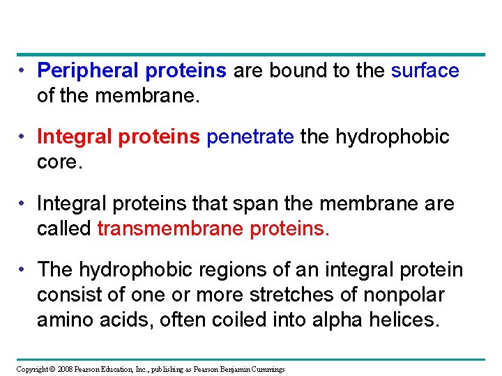  • Peripheral proteins are bound to the surface of the membrane. • Integral