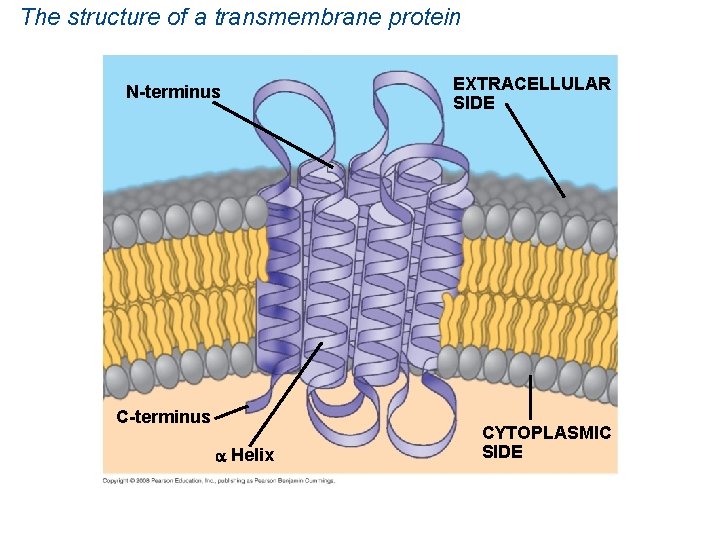 The structure of a transmembrane protein N-terminus C-terminus Helix EXTRACELLULAR SIDE CYTOPLASMIC SIDE 