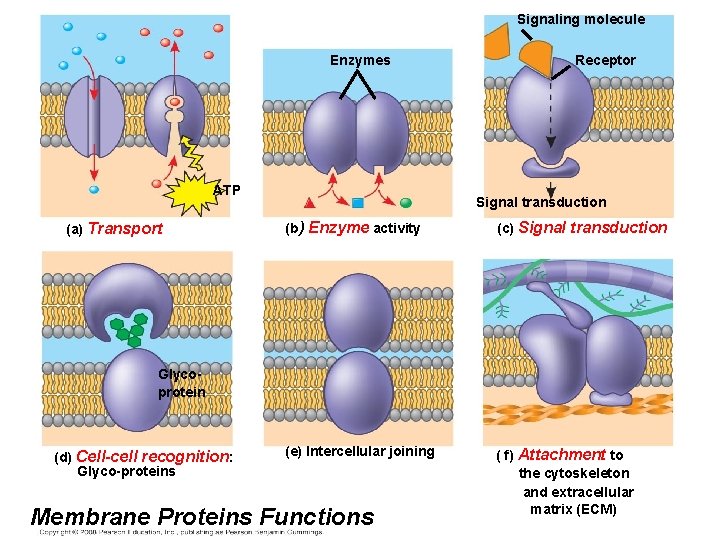 Signaling molecule Enzymes ATP (a) Transport Receptor Signal transduction (b) Enzyme activity (c) Signal