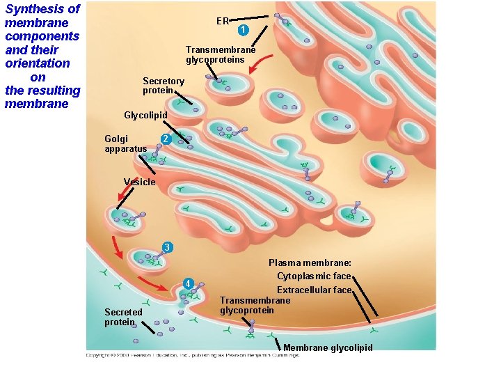 Synthesis of membrane components and their orientation on the resulting membrane ER 1 Transmembrane