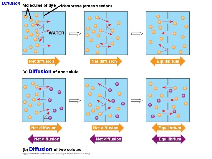 Diffusion Molecules of dye Membrane (cross section) WATER Net diffusion Equilibrium (a) Diffusion of