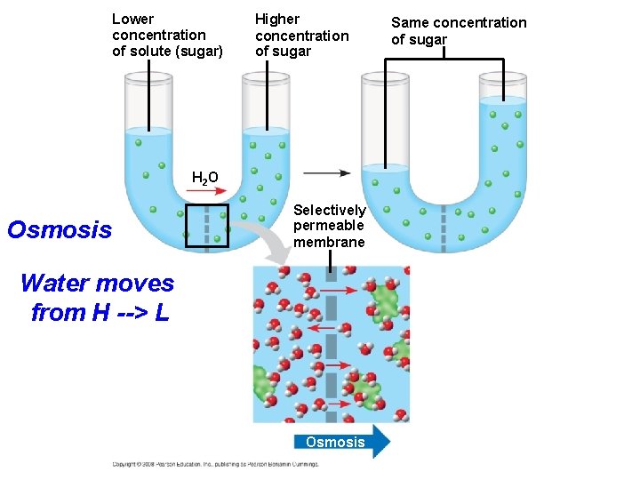Lower concentration of solute (sugar) Higher concentration of sugar H 2 O Osmosis Selectively