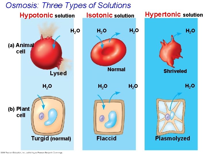 Osmosis: Three Types of Solutions Hypotonic solution H 2 O Isotonic solution H 2