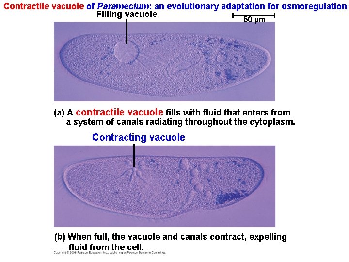 Contractile vacuole of Paramecium: an evolutionary adaptation for osmoregulation Filling vacuole 50 µm (a)