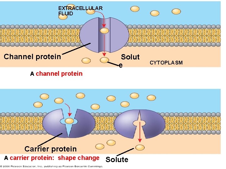 EXTRACELLULAR FLUID Channel protein Solut e A channel protein Carrier protein A carrier protein: