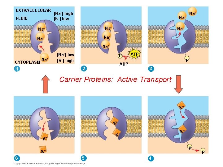 EXTRACELLULAR FLUID [Na+] high [K+] low Na+ Na+ CYTOPLASM Na+ [Na+] low [K+] high