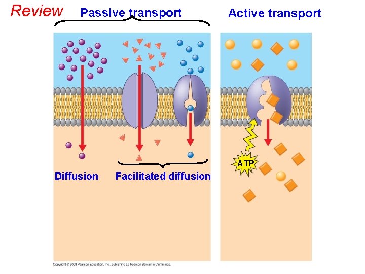 Review : Passive transport Active transport ATP Diffusion Facilitated diffusion 
