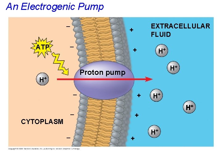 An Electrogenic Pump – ATP – + H+ H+ Proton pump H+ – CYTOPLASM