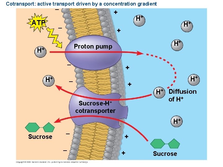 Cotransport: active transport driven by a concentration gradient – ATP + – H+ H+
