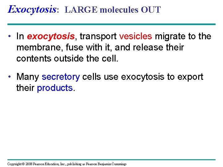 Exocytosis: LARGE molecules OUT • In exocytosis, transport vesicles migrate to the membrane, fuse