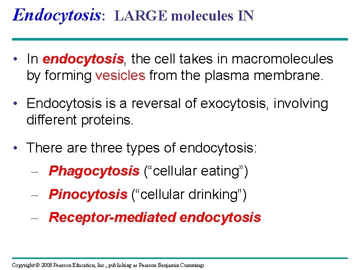 Endocytosis: LARGE molecules IN • In endocytosis, the cell takes in macromolecules by forming