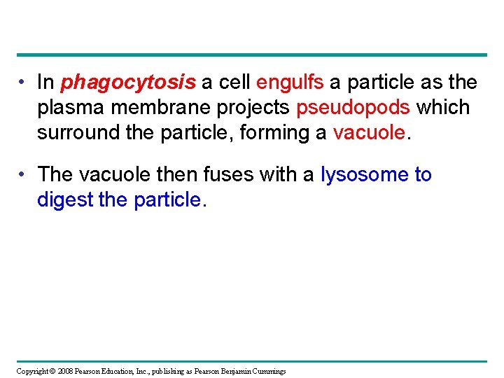  • In phagocytosis a cell engulfs a particle as the plasma membrane projects