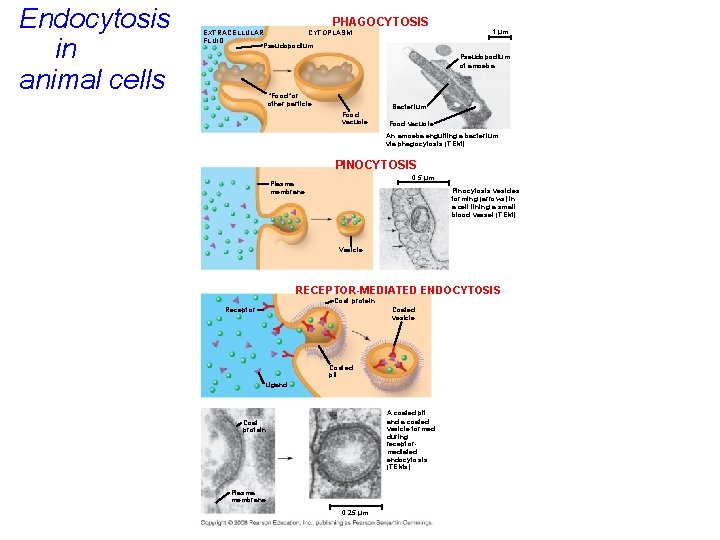 Endocytosis in animal cells PHAGOCYTOSIS EXTRACELLULAR CYTOPLASM FLUID Pseudopodium 1 µm Pseudopodium of amoeba