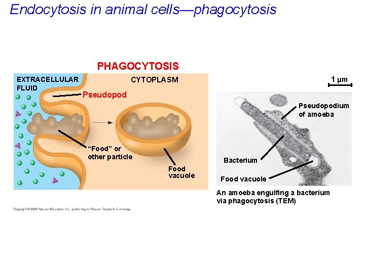 Endocytosis in animal cells—phagocytosis PHAGOCYTOSIS EXTRACELLULAR FLUID 1 µm CYTOPLASM Pseudopodium of amoeba “Food”