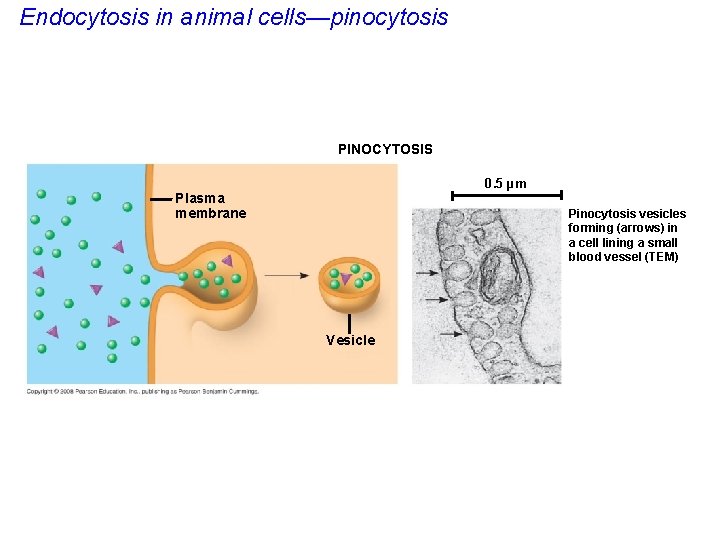 Endocytosis in animal cells—pinocytosis PINOCYTOSIS 0. 5 µm Plasma membrane Pinocytosis vesicles forming (arrows)