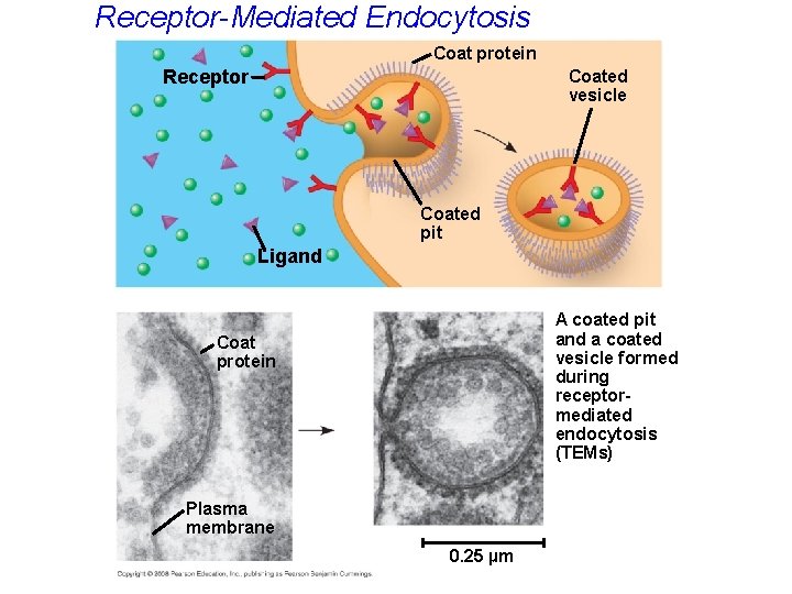 Receptor-Mediated Endocytosis Coat protein Receptor Coated vesicle Coated pit Ligand A coated pit and
