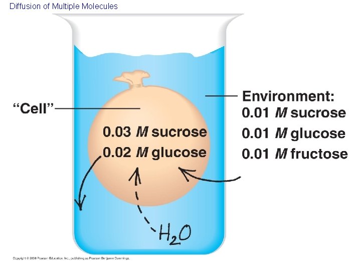 Diffusion of Multiple Molecules 
