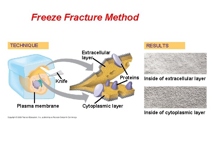 Freeze Fracture Method TECHNIQUE RESULTS Extracellular layer Knife Plasma membrane Proteins Inside of extracellular