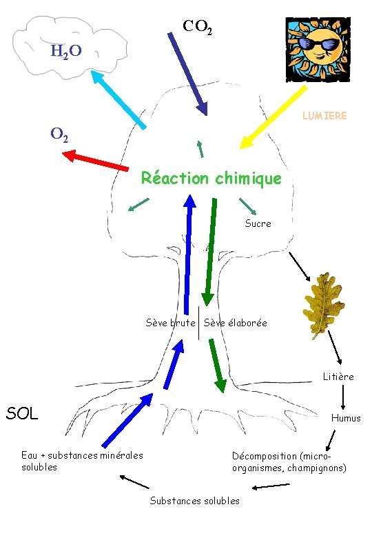 CO 2 H 2 O LUMIERE O 2 Réaction chimique Sucre Sève brute Sève