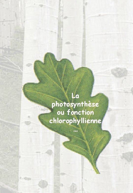 La photosynthèse ou fonction chlorophyllienne … 