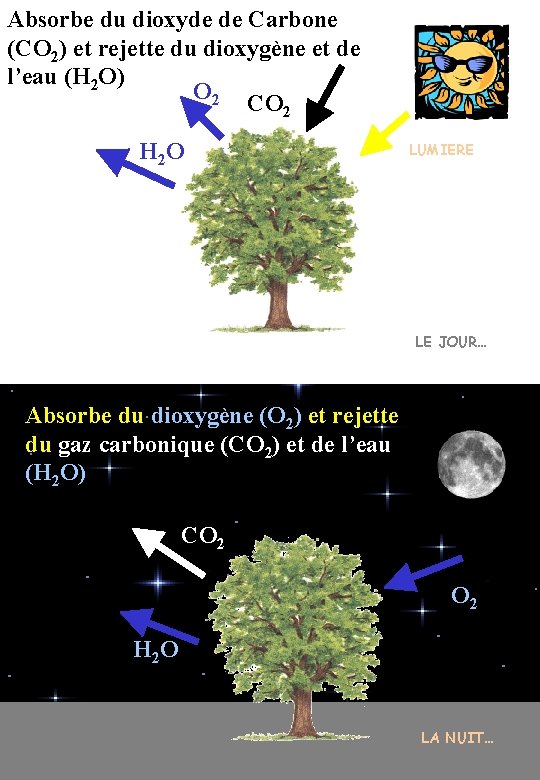 Absorbe du dioxyde de Carbone (CO 2) et rejette du dioxygène et de l’eau