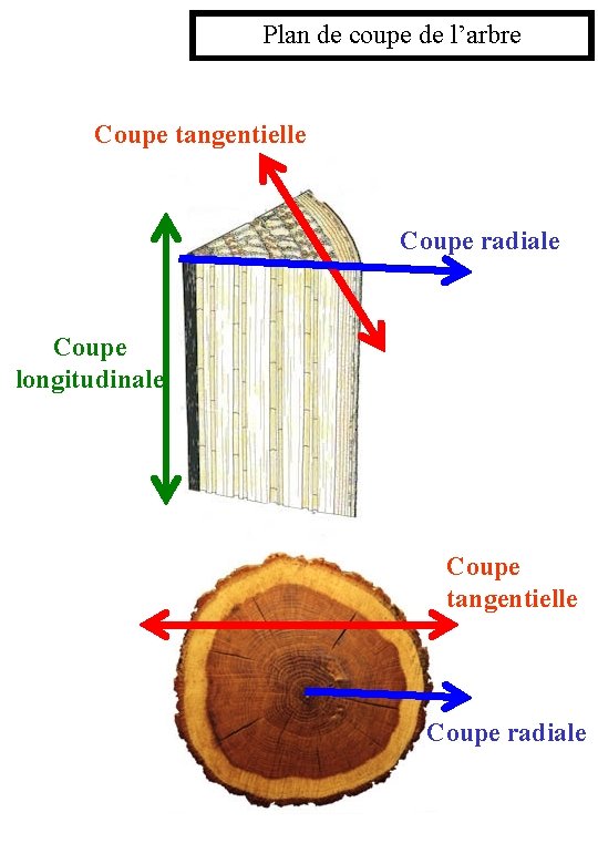 Plan de coupe de l’arbre Coupe tangentielle Coupe radiale Coupe longitudinale Coupe tangentielle Coupe