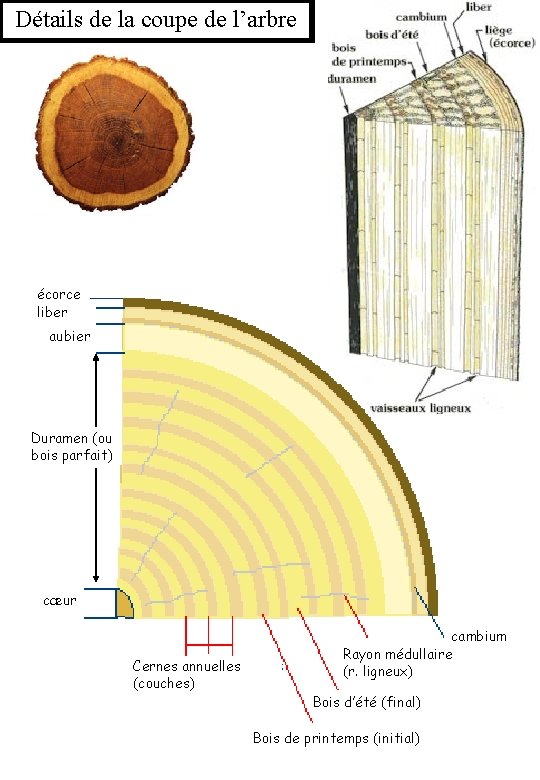 Détails de la coupe de l’arbre écorce liber aubier Duramen (ou bois parfait) cœur