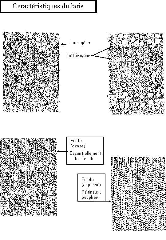 Caractéristiques du bois homogène hétérogène Forte (dense) Essentiellement les feuillus Faible (expansé) Résineux, peuplier…