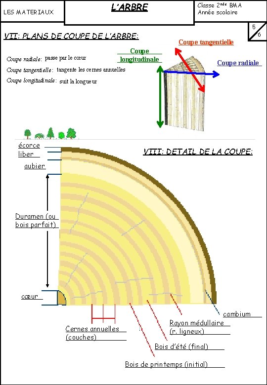 L’ARBRE LES MATERIAUX Classe 2 nde BMA Année scolaire …………… VII: PLANS DE COUPE