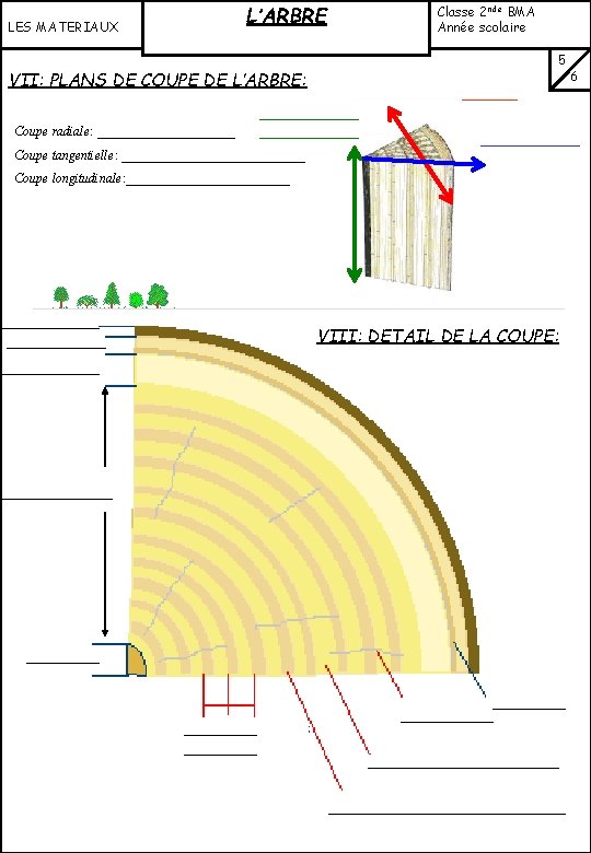 LES MATERIAUX L’ARBRE VII: PLANS DE COUPE DE L’ARBRE: Coupe radiale: ___________ Classe 2